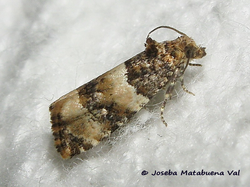 Tortricidae da id. Lobesia artemisiana - Tortricidae